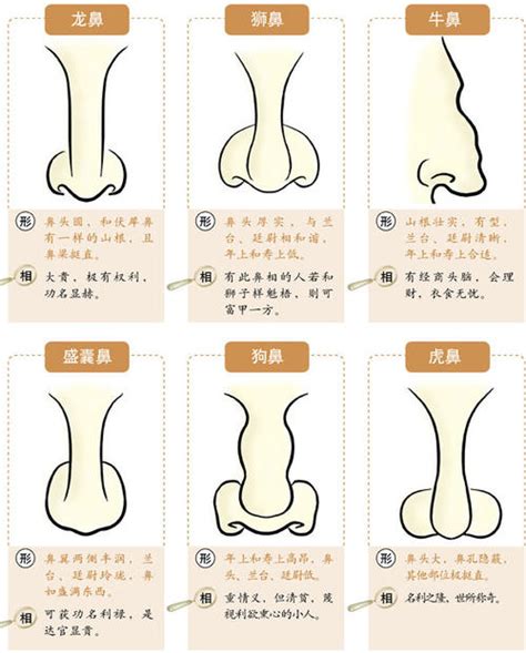 沒有鼻梁 面相|鼻相分析10款｜鼻樑有節及橫紋、豬膽鼻、鼻頭下垂代表甚麼？姻 